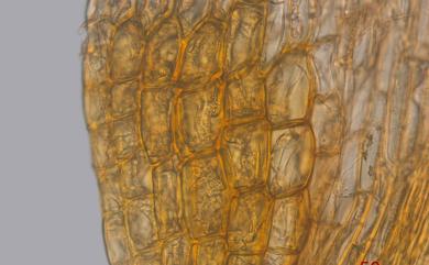 Dicranoloma cylindrothecium (Mit.) Sak., 1952 長蒴錦葉苔