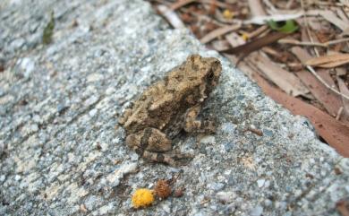 Duttaphrynus melanostictus (Schneider, 1799) 黑眶蟾蜍