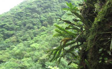 Phlegmariurus fordii (Baker) Ching 福氏馬尾杉