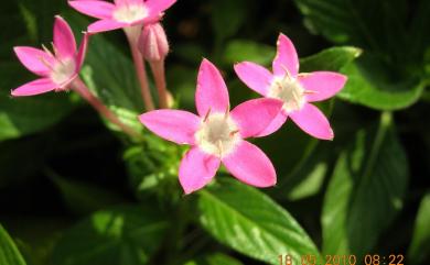 Pentas lanceolata (Forssk.) Deflers 繁星花