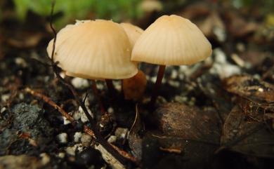 Marasmius cohaerens 紅絨白皮傘