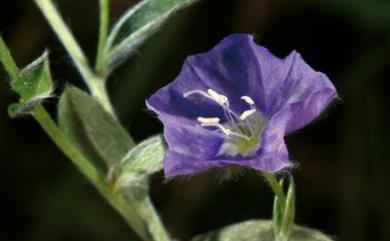 Evolvulus alsinoides (L.) L. 土丁桂