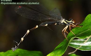 Rhipidolestes aculeatus aculeatus Ris, 1912 芽痣蹣蟌