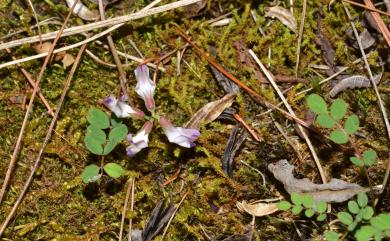 Astragalus nokoensis Sasaki 能高大山紫雲英