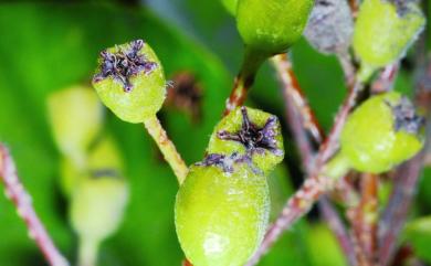 Photinia benthamiana 閩粵石楠