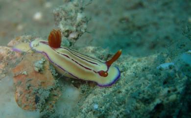 Hypselodoris emma Rudman, 1997