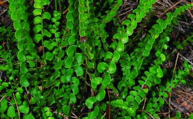 Lindsaea orbiculata 圓葉鱗始蕨