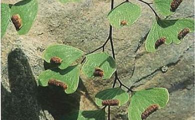 Adiantum formosanum 深山鐵線蕨