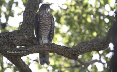 Accipiter trivirgatus formosae Mayr, 1949 鳳頭蒼鷹(台灣特有亞種)