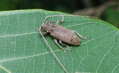 Mimorsidis taiwanensis Hayashi, 1974 臺灣深條天牛