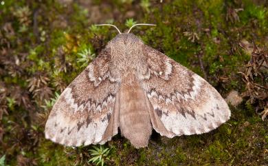 Dendrolimus taiwana (Matsumura, 1932) 臺灣鋸紋枯葉蛾