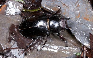 Lucanus kanoi piceus Kurosawa, 1966 漆黑深山鍬形蟲