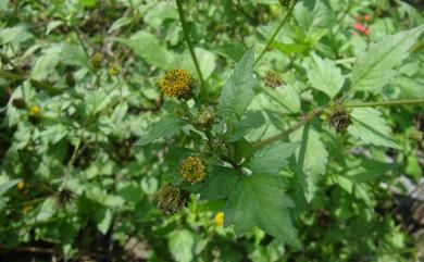 Bidens pilosa var. pilosa 白花鬼針