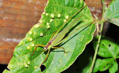 Ducetia japonica (Thunberg, 1815) 褐背露斯