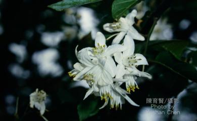 Alniphyllum pterospermum Matsum. 假赤楊