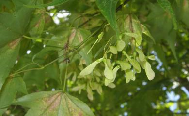 Acer serrulatum Hayata 青楓