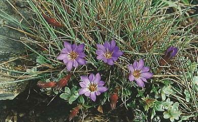 Gentiana arisanensis 阿里山龍膽