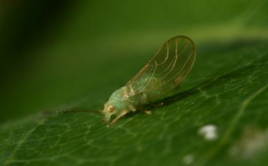 Cacopsylla multijuga (Yang, 1984)