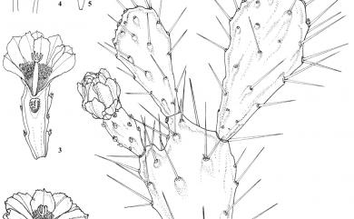 Opuntia monacantha 單刺仙人掌