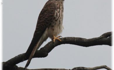 Falco tinnunculus interstinctus McClelland, 1840 紅隼