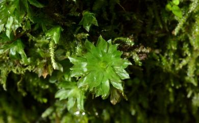 Rhodobryum giganteum (Schwaegr.) Paris, 1898 暖地大葉苔