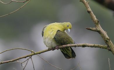 Treron sieboldii (Temminck, 1835) 綠鳩