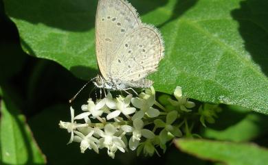 Rivina humilis L. 數珠珊瑚