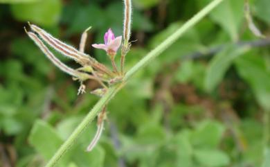 Desmodium scorpiurus 蝦尾山螞蝗