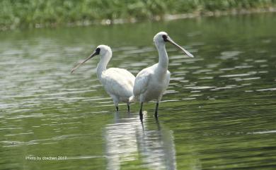 Platalea minor Temminck & Schlegel, 1849 黑面琵鷺