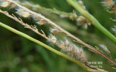 Paspalum urvillei 吳氏雀稗