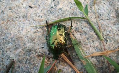 Protaetia elegans (Kometani, 1938) 綠艷花金龜