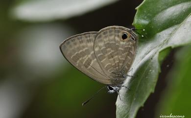 Nacaduba pactolus hainani Bethune-Baker, 1914 暗色娜波灰蝶