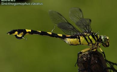 Sinictinogomphus clavatus (Fabricius, 1775) 細鉤春蜓