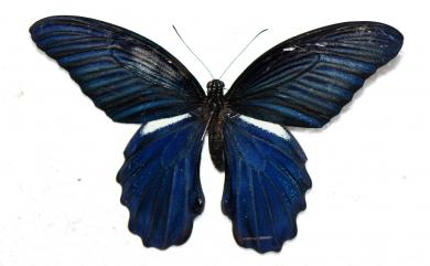 Papilio protenor protenor Cramer, 1775 黑鳳蝶