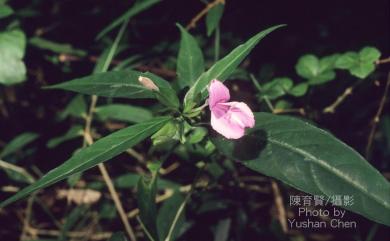 Peristrophe baphica (Spreng) Bremek., 1957 長花九頭獅子草