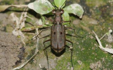 Myriochila speculifera (Chevrolat, 1845) 小鏡斑虎甲蟲