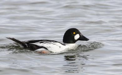 Bucephala clangula clangula (Linnaeus, 1758) 鵲鴨