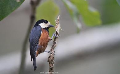 Sittiparus castaneoventris Gould, 1862 赤腹山雀