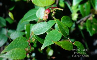 Gaultheria cumingiana 白珠樹