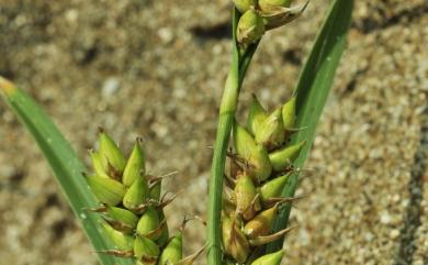 Carex pumila Thunb. 小海米