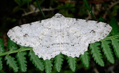 Lassaba parvalbidaria parvalbidaria (Inoue, 1978) 污雪尺蛾