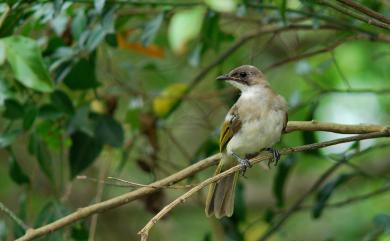 Pycnonotus sinensis formosae Hartert, 1910 白頭翁(台灣亞種)