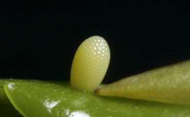 Euploea eunice hobsoni (Butler, 1877) 圓翅紫斑蝶