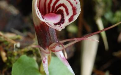 Corybas himalaicus (King & Pantl.) Schltr. 喜馬拉雅盔蘭