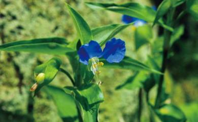 Commelina communis L. 鴨跖草