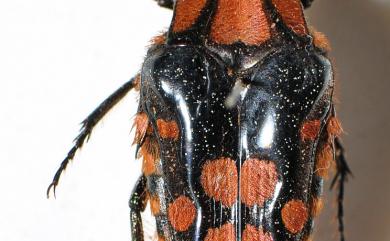 Coilodera formosana (Moser, 1910) 臺灣瘦花金龜