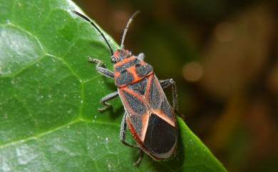 Graptostethus servus servus (Fabricius, 1787) 紅腺長椿象