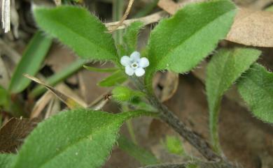 Bothriospermum zeylanicum (J. Jacq.) Druce 細纍子草