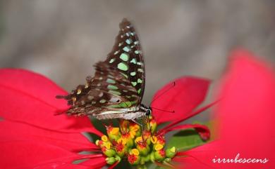 Graphium agamemnon (Linnaeus, 1758) 翠斑青鳳蝶