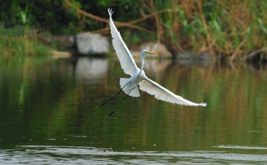 Ardea alba modesta J. E. Gray, 1831 大白鷺